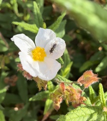 Platycheirus trichopus
