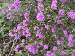 Melaleuca spathulata