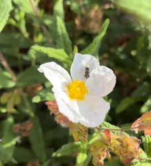 Platycheirus trichopus