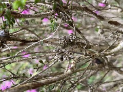 Melaleuca spathulata