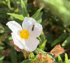 Platycheirus trichopus