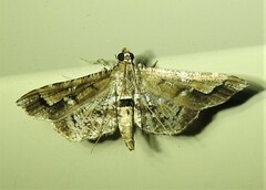 Merodictya marmorata