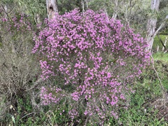Melaleuca spathulata
