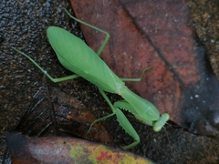 Hierodula latipennis