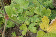 Pelargonium lobatum