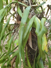 Pyrrosia confluens