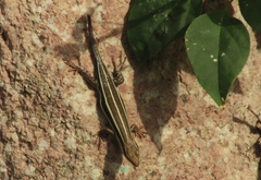 Trachylepis quinquetaeniata