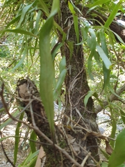 Pyrrosia confluens