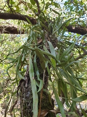 Pyrrosia confluens