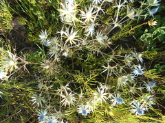 Eryngium heterophyllum