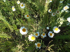 Erigeron longipes
