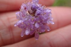 Selago villicaulis