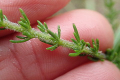 Selago villicaulis