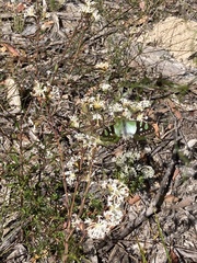 Graphium macleayanus