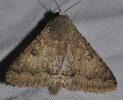 Pandesma robusta