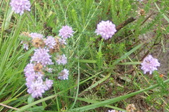 Selago villicaulis