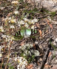 Graphium macleayanus