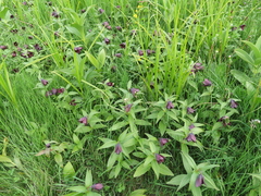 Fritillaria camschatcensis
