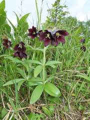 Fritillaria camschatcensis