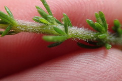 Selago villicaulis