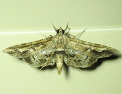 Merodictya marmorata
