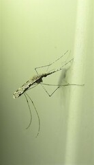 Anopheles annulipes
