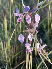 Diuris striata