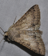 Pandesma robusta