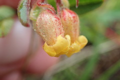 Hermannia salviifolia