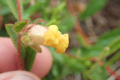 Hermannia salviifolia
