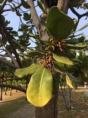 Palaquium