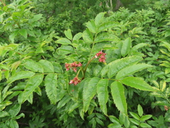 Sorbus sambucifolia