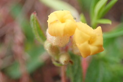 Hermannia salviifolia