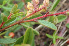 Hermannia salviifolia