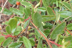 Hermannia salviifolia