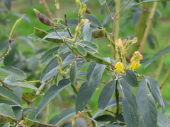 Cajanus cajan