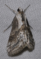 Evergestis dusmeti