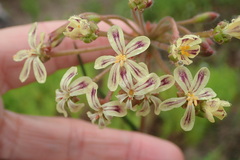 Pelargonium lobatum