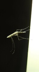 Anopheles annulipes