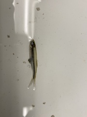 Lythrurus umbratilis