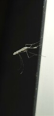 Anopheles annulipes