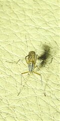 Aedes vittiger