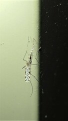 Anopheles annulipes