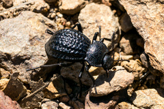 Philolithus sordidus