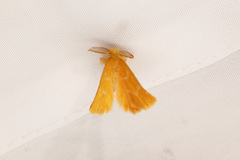 Euproctis lutea