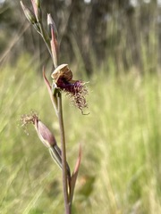 Calochilus