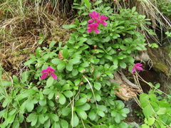Rhododendron camtschaticum
