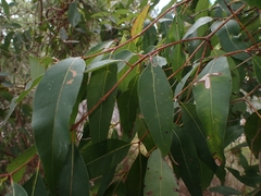 Angophora floribunda