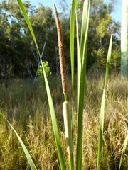 Typhaceae