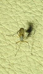 Aedes vittiger